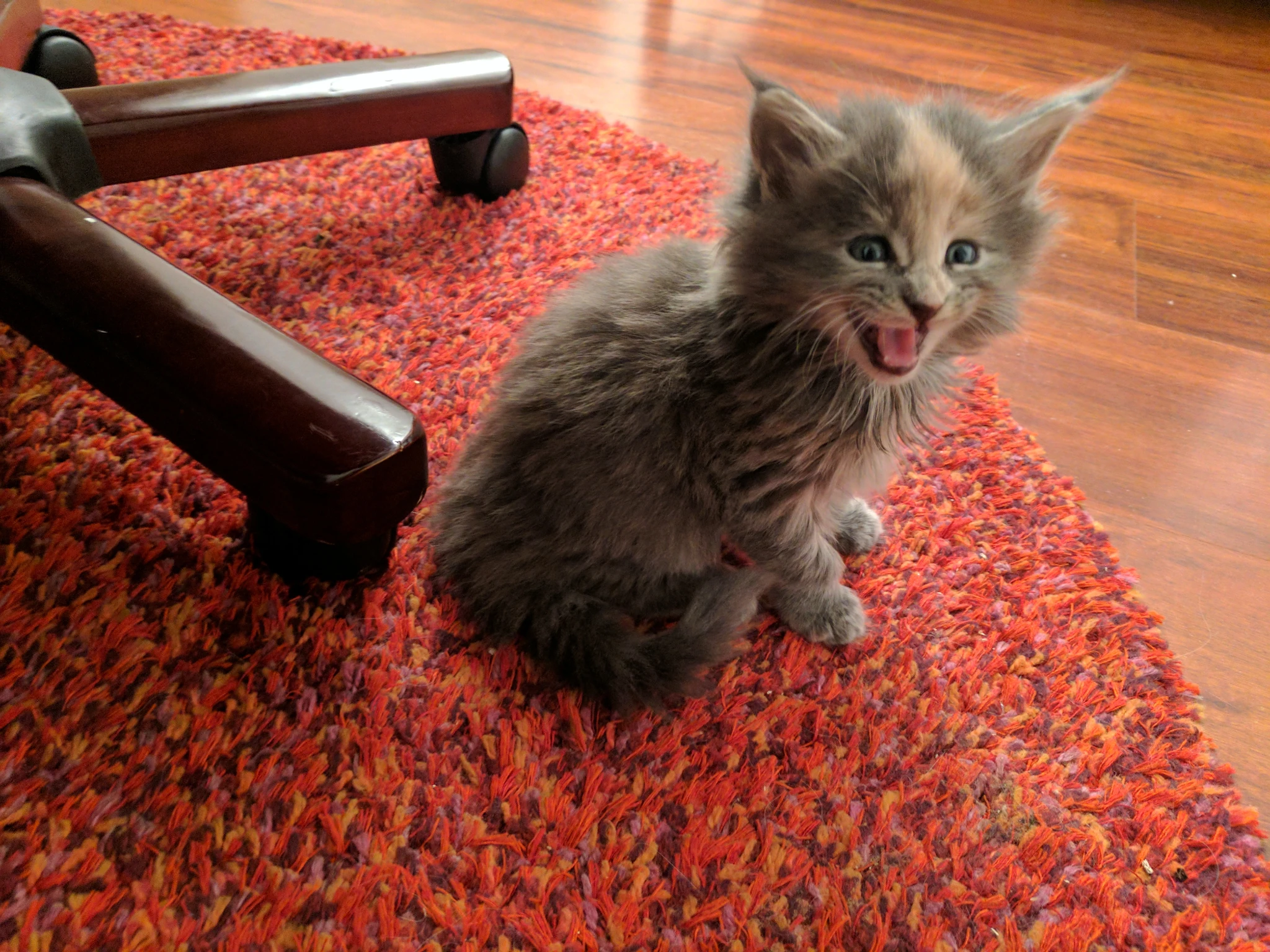 A gray kitten sitting on a carpet, photographed mid-meow