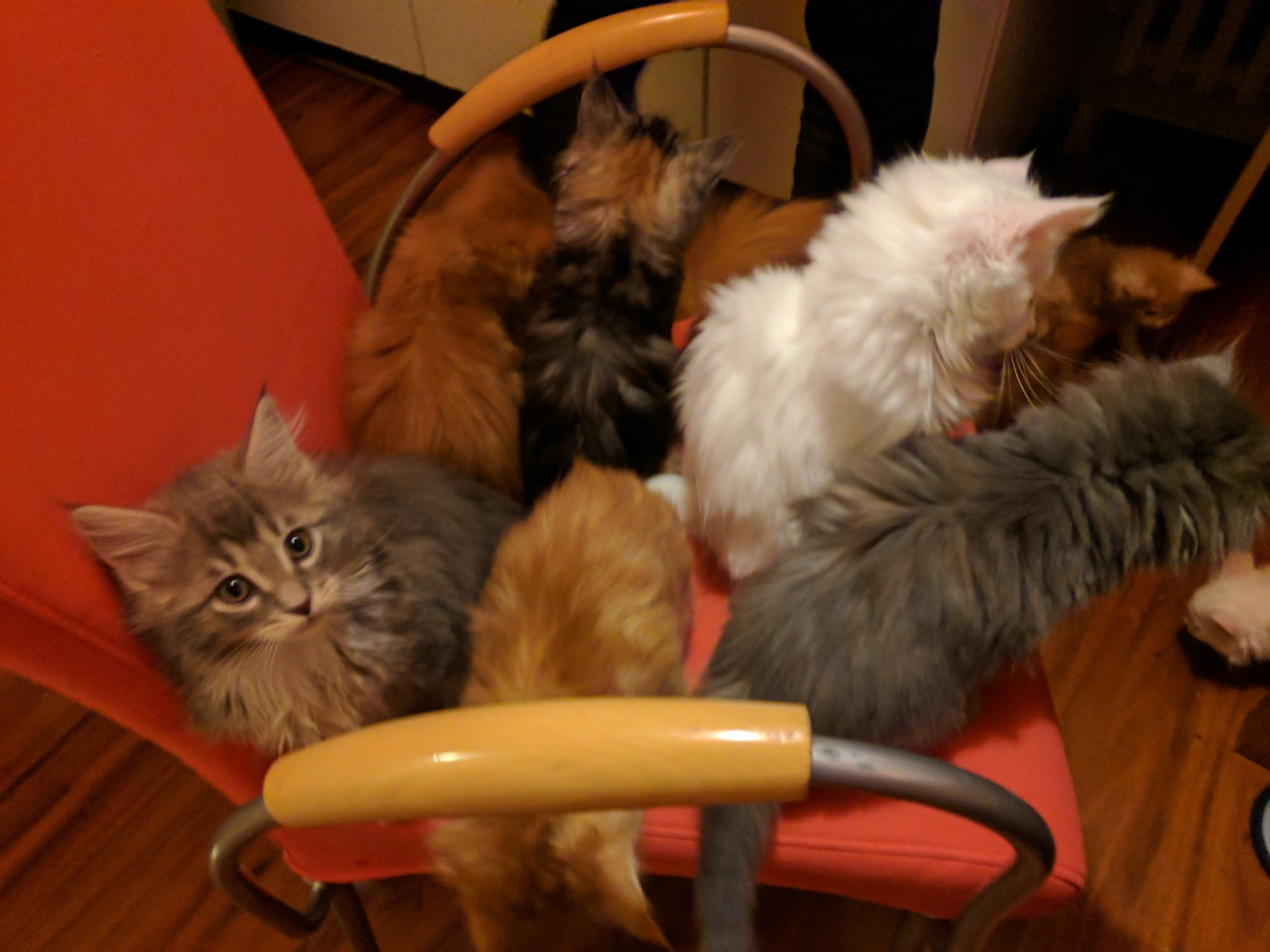 Six kittens sitting in a red chair. Many of them are looking down, as they consider leaving the chair.