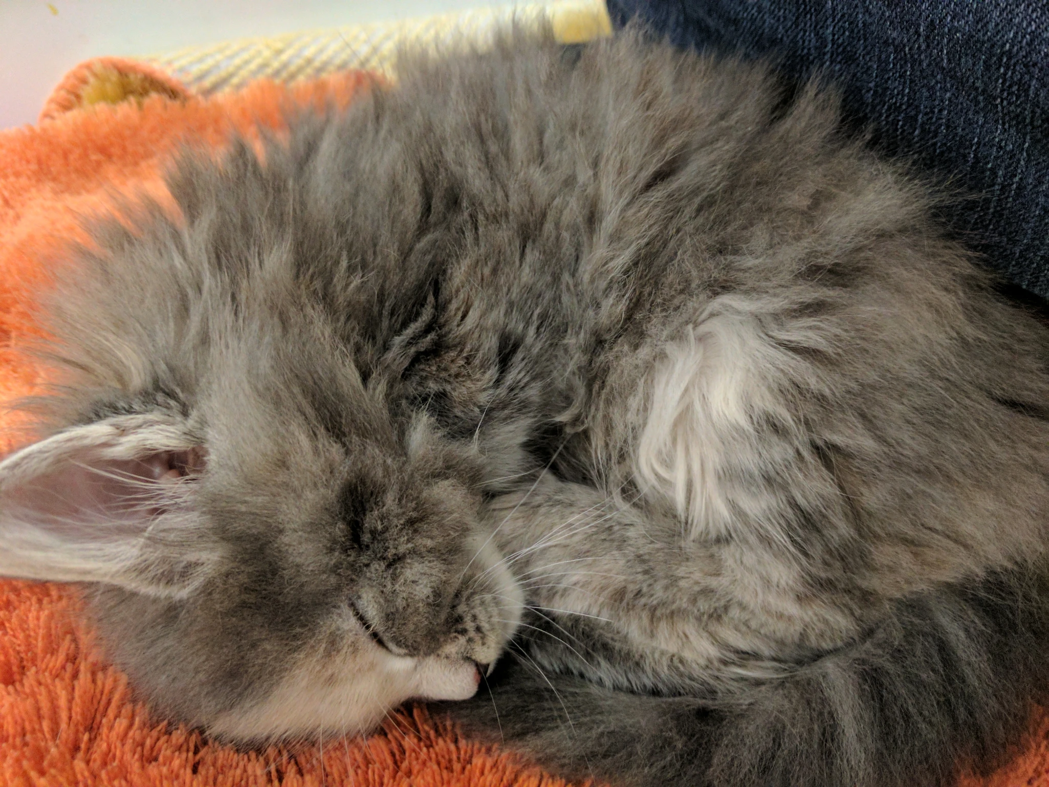 A gray cat, curled up and napping