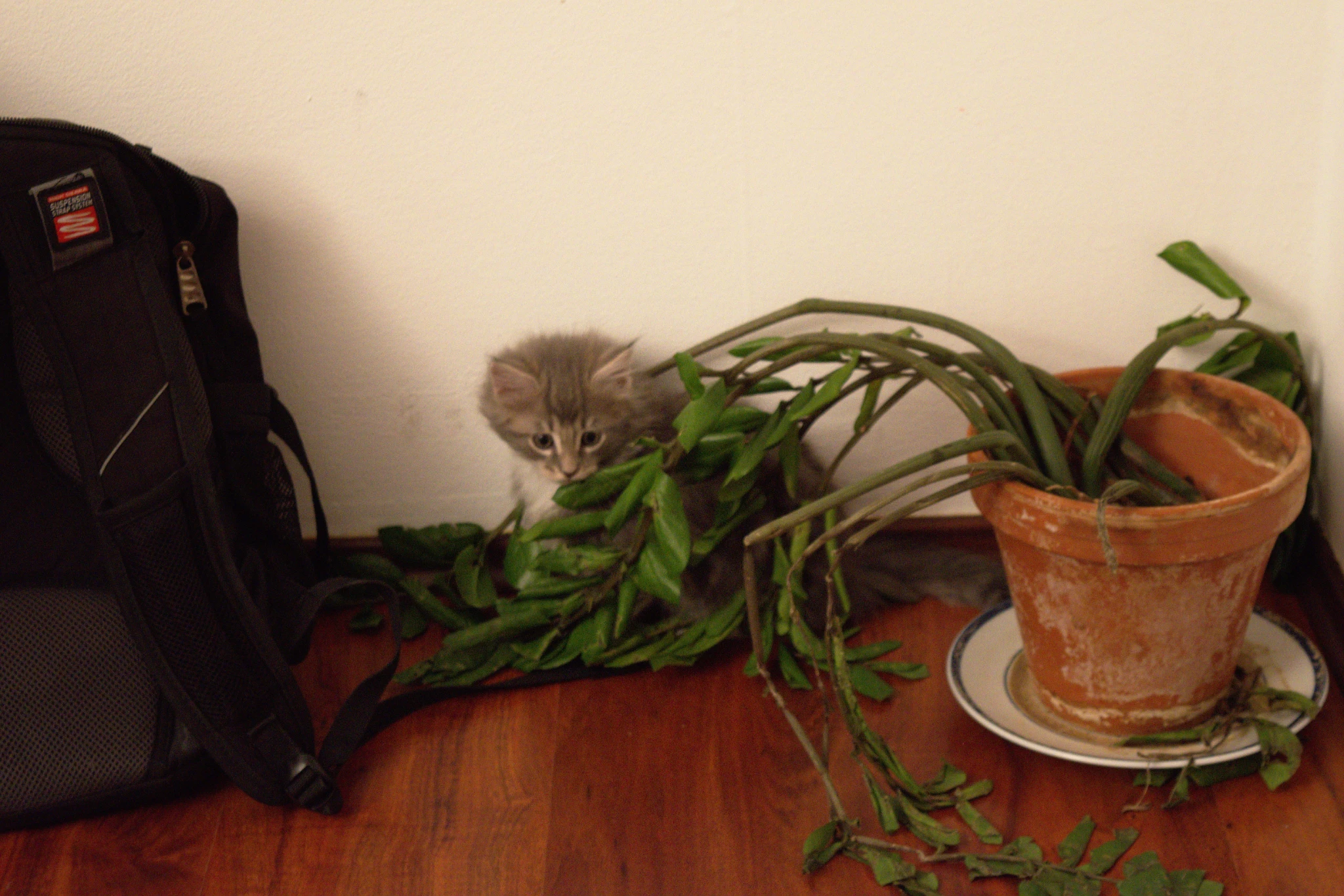 A gray kitten sitting behind a sad house plant