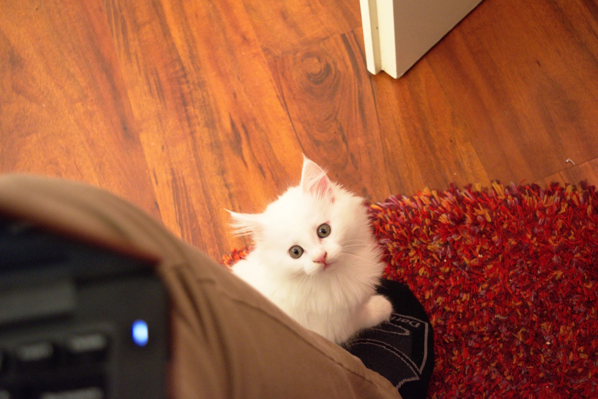 A white kitten standing on my foot and looking up at me