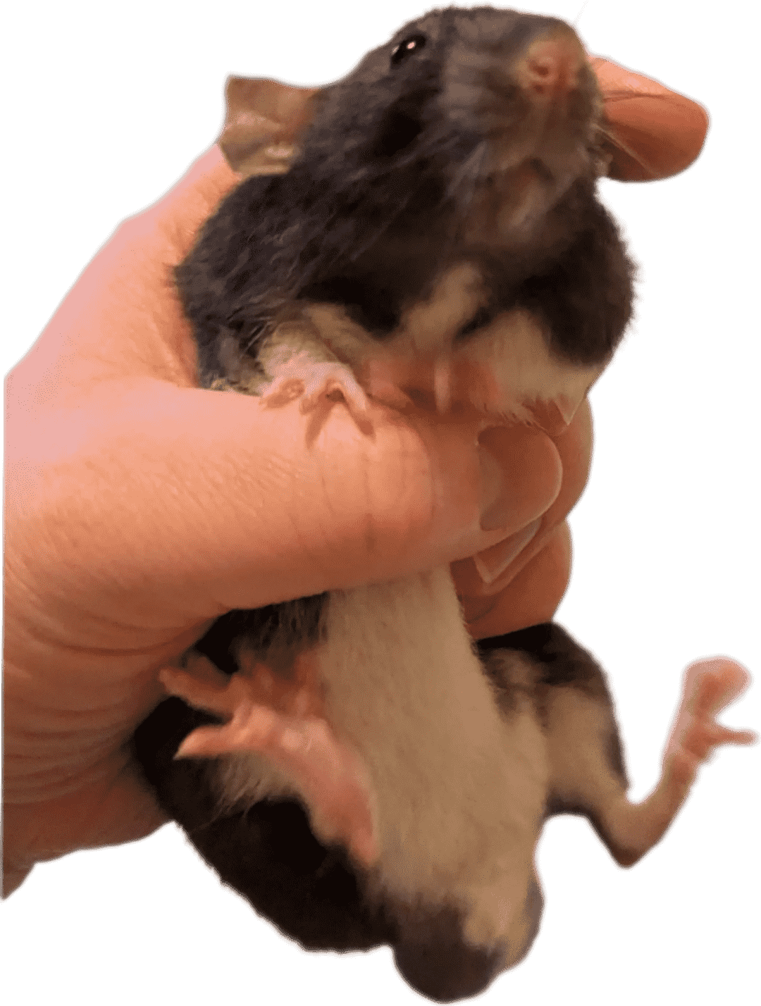 :rat_grab: