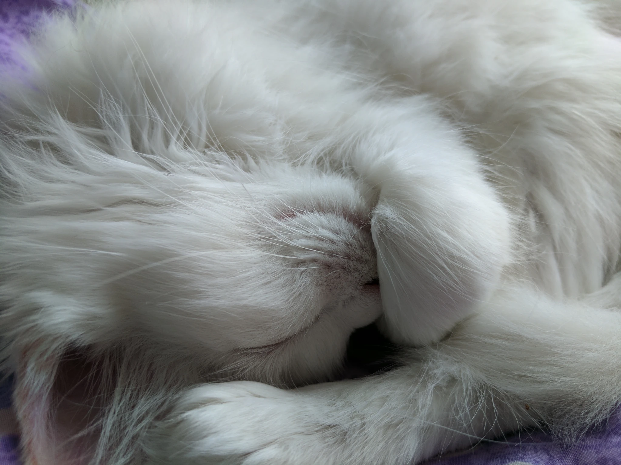 A close-up of a white kitten, curled up and napping.