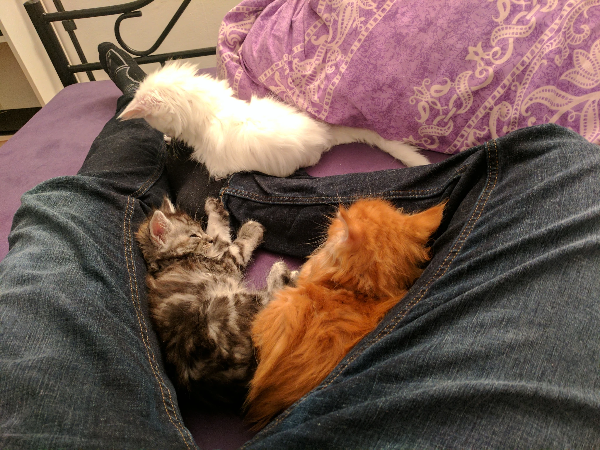 Three kittens laying in between/around my legs while I lay in bed, one of each color