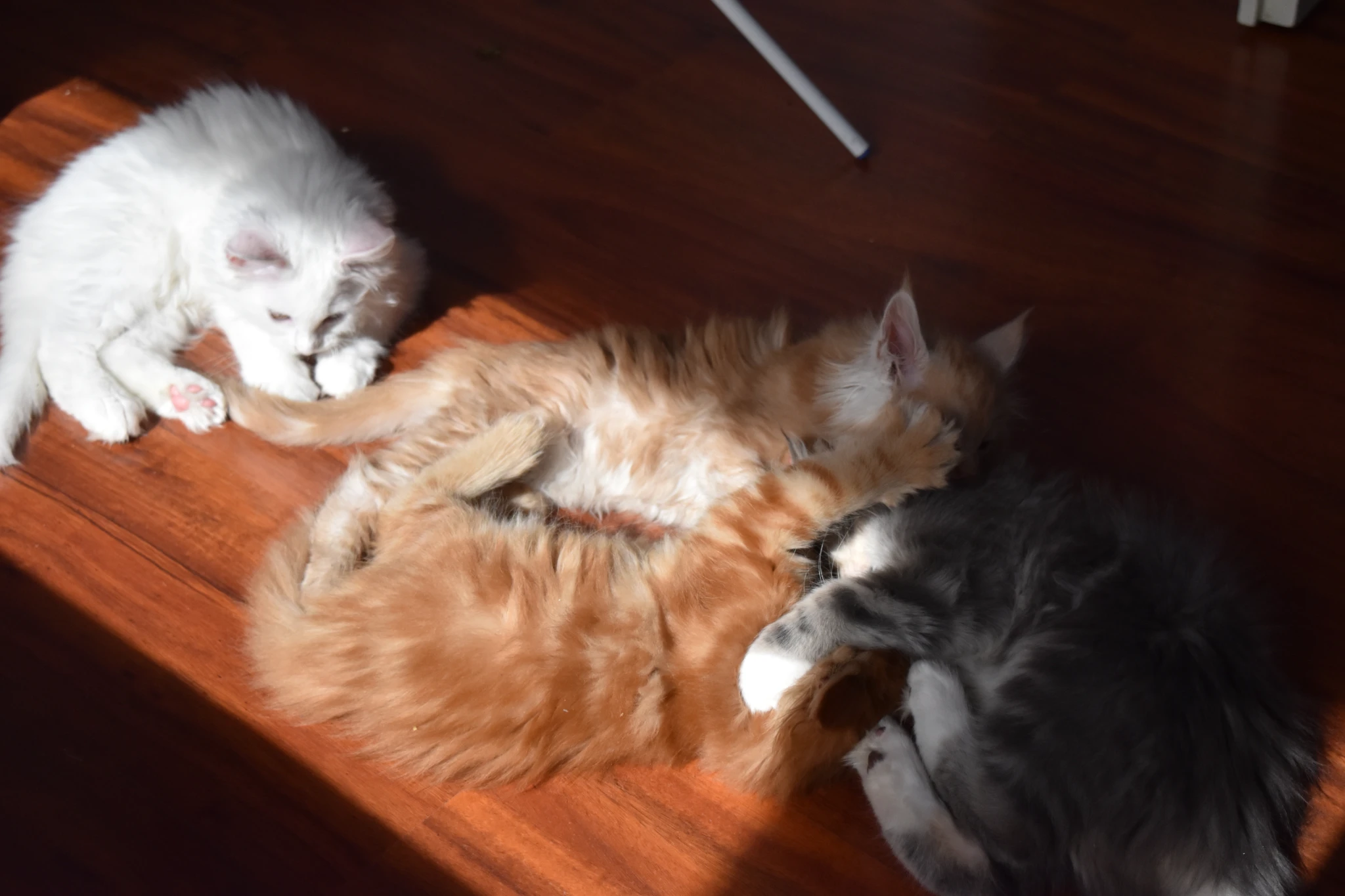 Four kittens (mostly) laying in sunlight from a window. There is one white kitten, two orange kittens, and one gray kitten