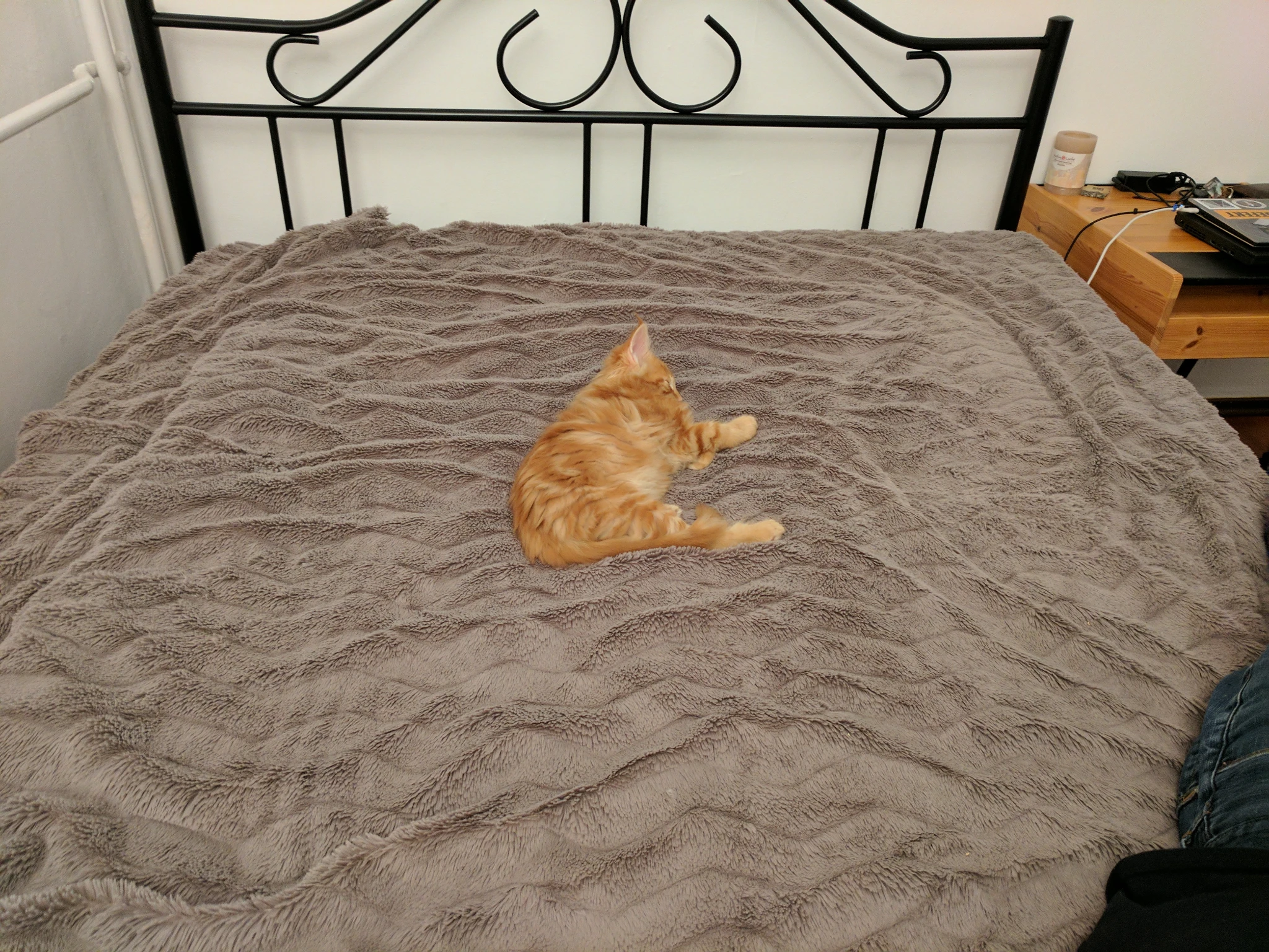 An orange kitten, sleeping alone in the center of a (human-sized) bed