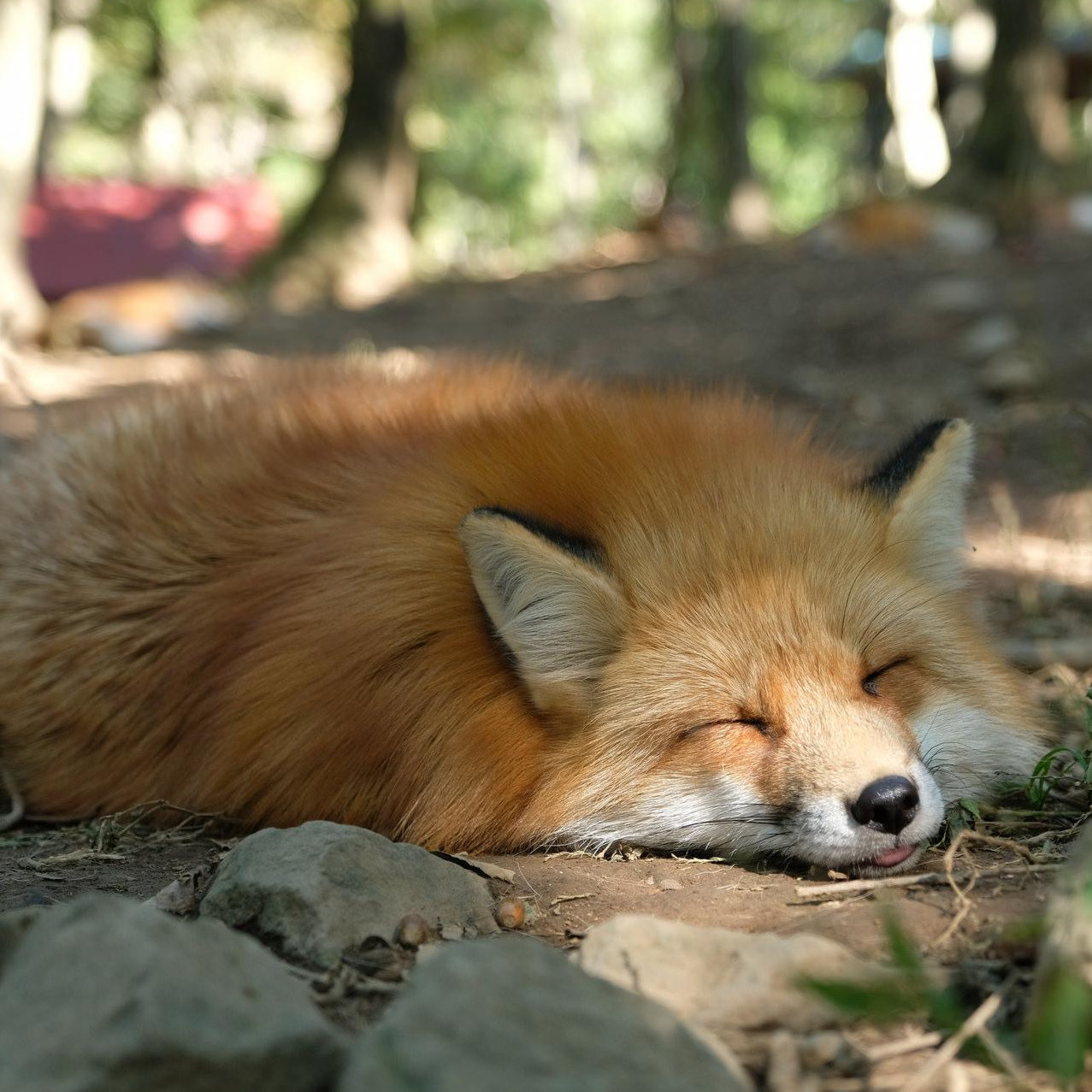 Gwen, the Vixen :neofox_pleading: :therian: