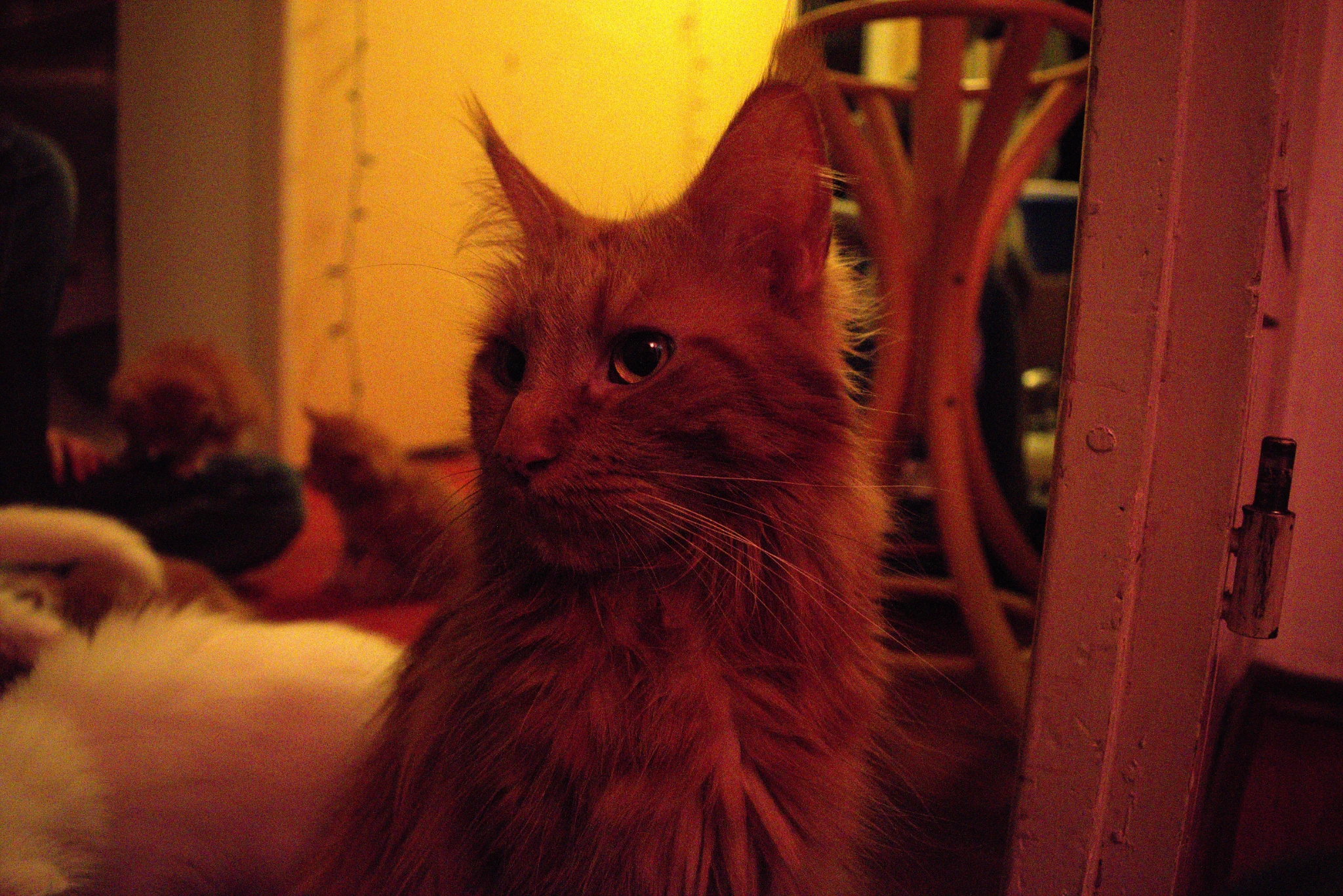 An orange cat, sitting in a hallway. There are various kittens in the background.