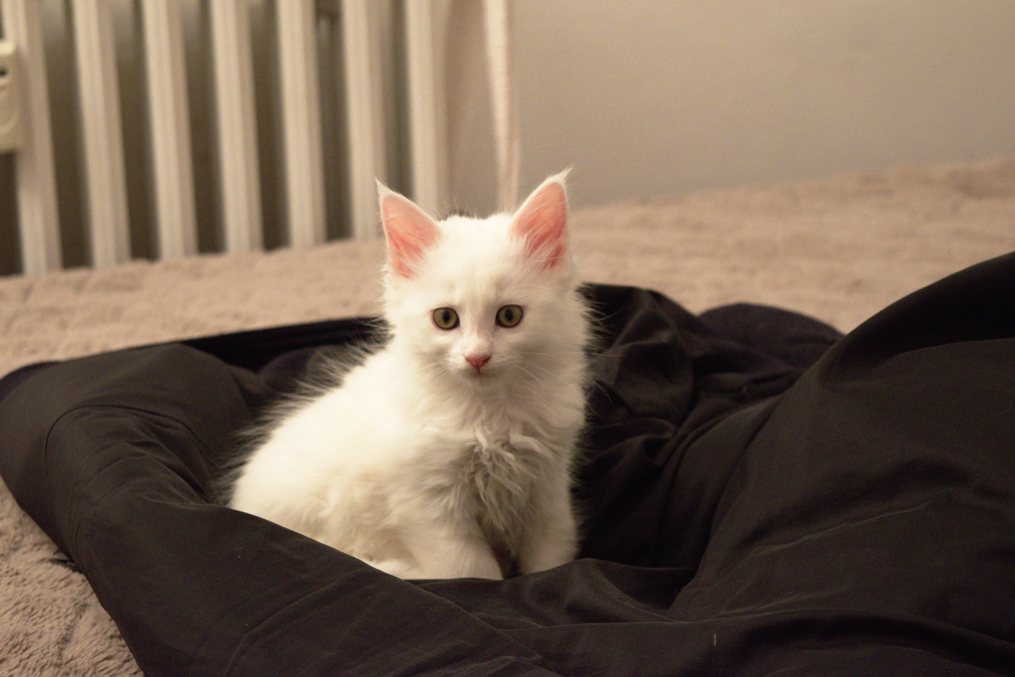 A white kitten sitting on a bed, looking at the camera