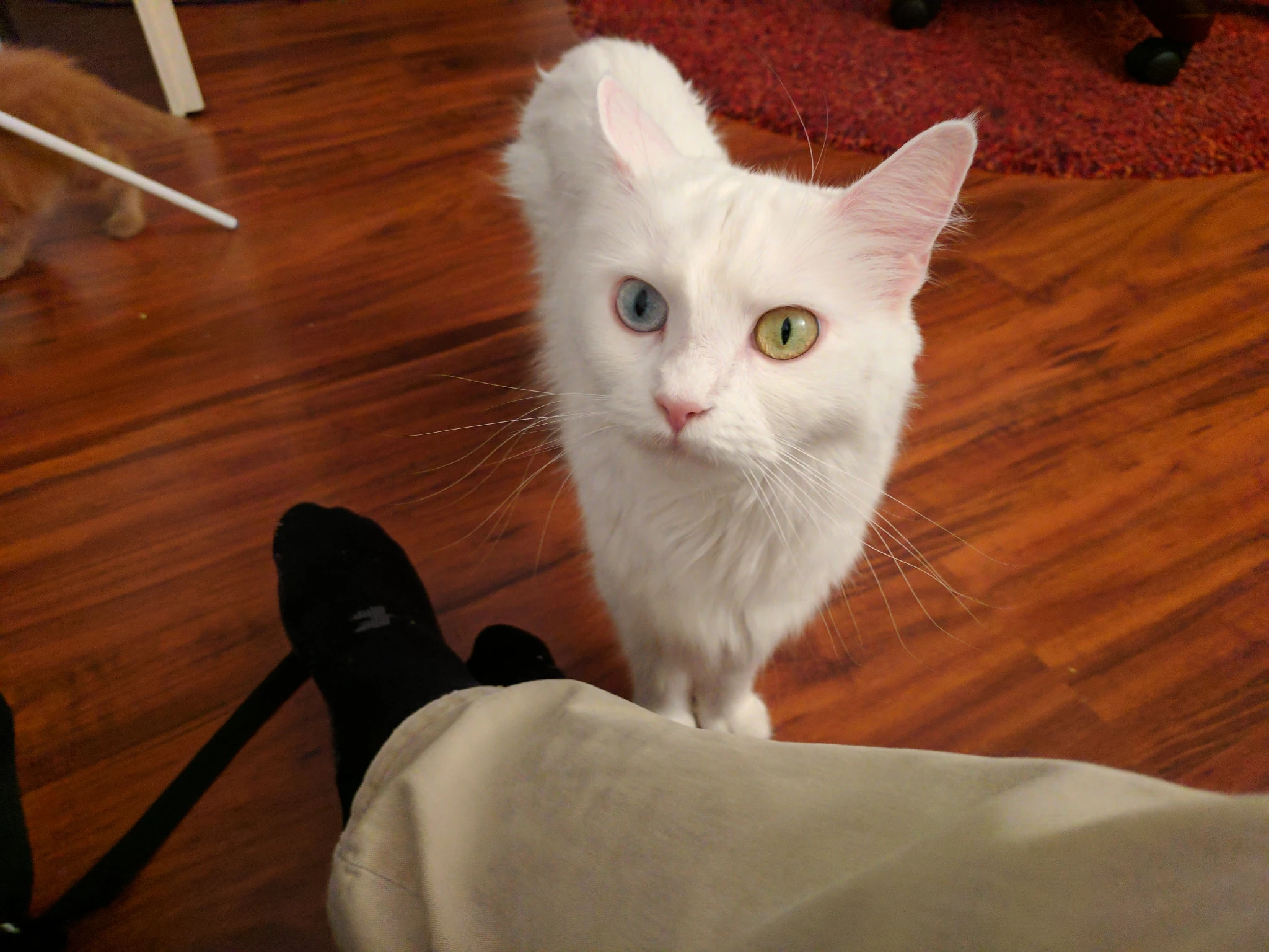 A white cat, standing on the floow and looking up at me. She has one green eye and one blue eye.