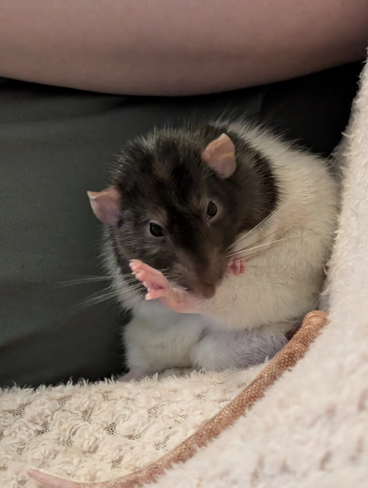 Atom the rat, sat on his butt with one hind leg in the air as he grooms it carefully with his teeth