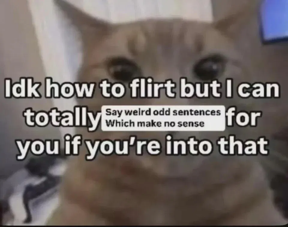 cat looking at the camera captioned "Idk how to flirt but I can totally say weird odd sentences which make no sense for you if you're into that"