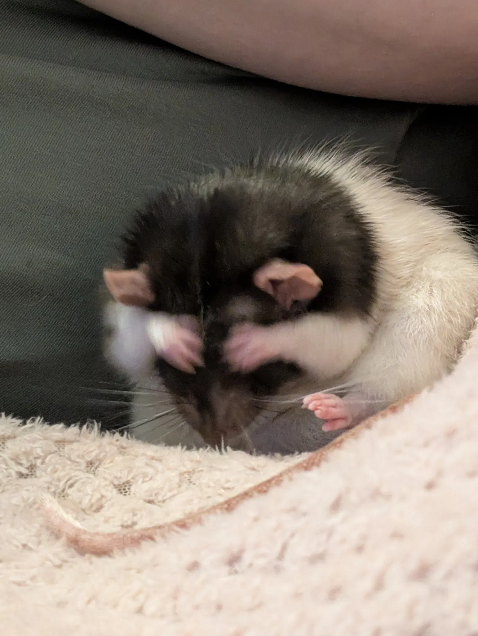 Atom, still sat on his butt, grooming his face with both hands, looking like he's covering his eyes.